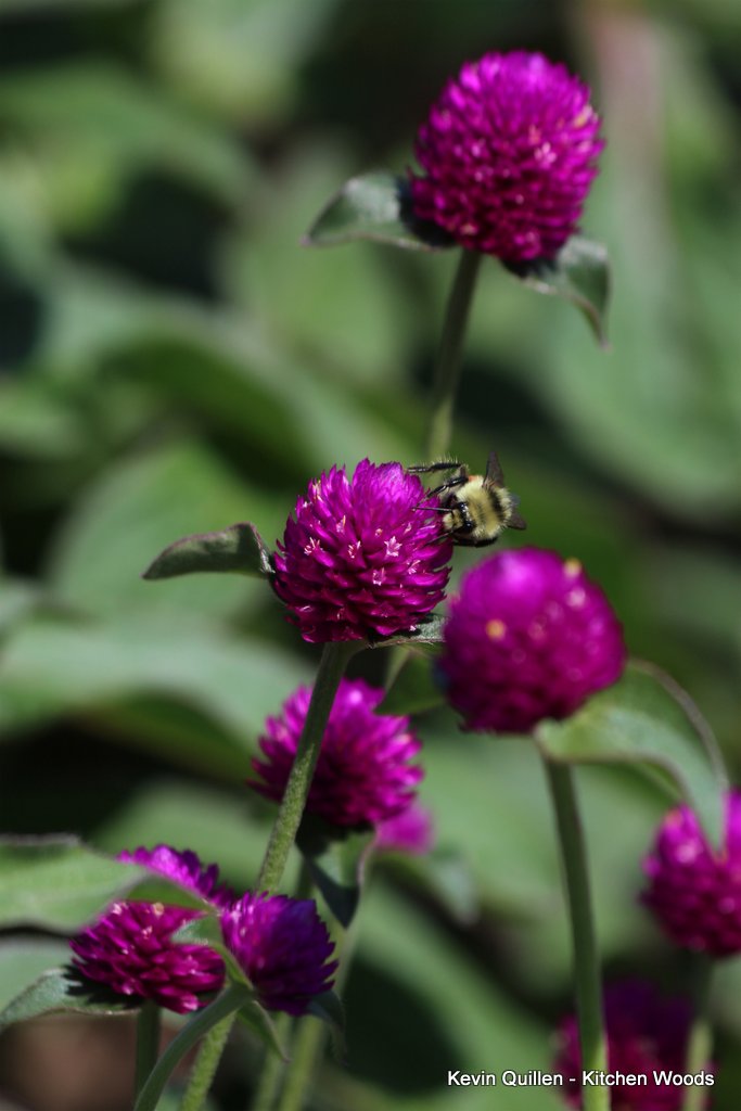 Bee on Purple Globe Amaranth Flowers 